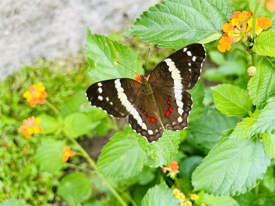 Mariposa negra con franjas blancas sobre flores anaranjadas